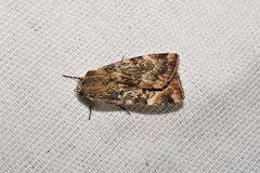 Cryptocala chardinyi