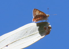 Hypochrysops ignitus