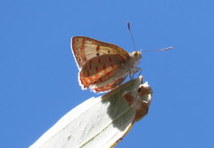 Hypochrysops ignitus