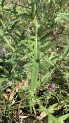 Cirsium ciliatum
