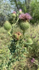 Cirsium ciliatum