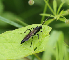 Stenichneumon culpator