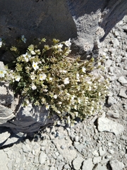 Polemonium pulcherrimum shastense