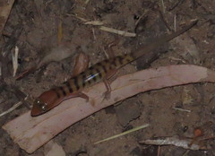 Eremiascincus richardsonii