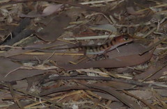 Eremiascincus richardsonii