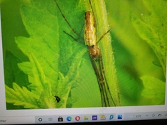 Tetragnatha