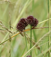 Allium vineale compactum