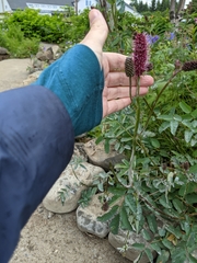Sanguisorba