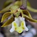 Common Tangle Orchid - Photo (c) Mike and Cathy Beamish, some rights reserved (CC BY-NC), uploaded by Mike and Cathy Beamish