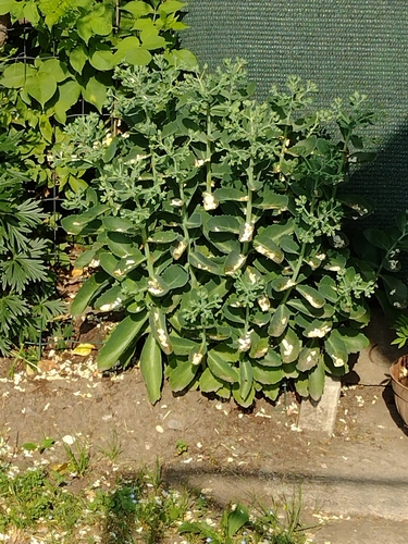 rozchodníkovec (Hylotelephium)