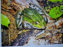 Pelophylax