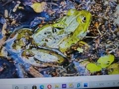 Pelophylax