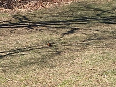 Turdus migratorius