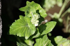 Ageratina herbacea