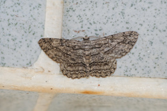 Hypomecis transcissa