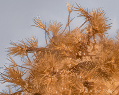 Prototrichia schroeteri