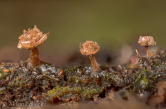 Prototrichia schroeteri