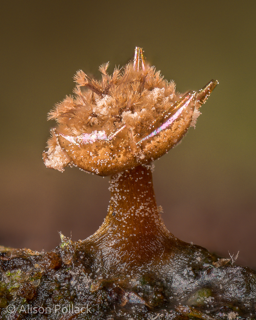 Dianemataceae