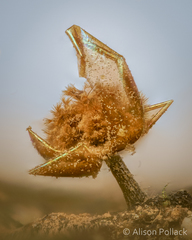 Prototrichia schroeteri