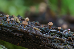 Prototrichia schroeteri