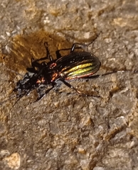 Carabus lineatus lateralis