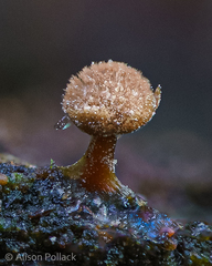 Prototrichia schroeteri