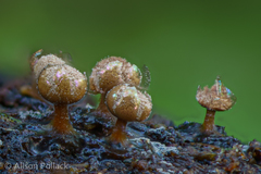 Prototrichia schroeteri