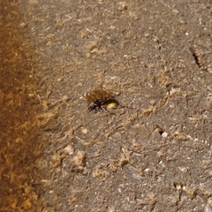 Carabus lineatus lateralis