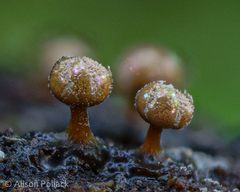 Prototrichia schroeteri