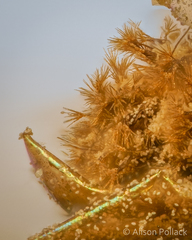 Prototrichia schroeteri