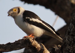 Prionops plumatus poliocephalus