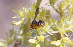 Rhodanthidium infuscatum