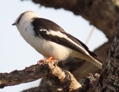 Prionops plumatus poliocephalus