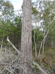Eucalyptus exserta