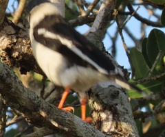 Prionops plumatus poliocephalus