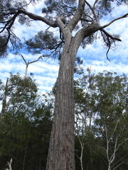 Eucalyptus exserta
