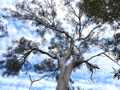Eucalyptus exserta
