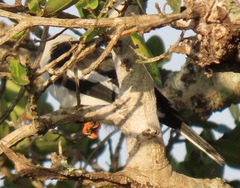 Prionops plumatus poliocephalus