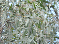 Eucalyptus exserta