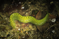 Apodichthys flavidus