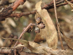 Eucalyptus exserta