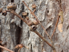 Eucalyptus exserta