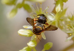 Rhodanthidium infuscatum