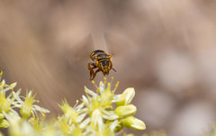 Rhodanthidium infuscatum