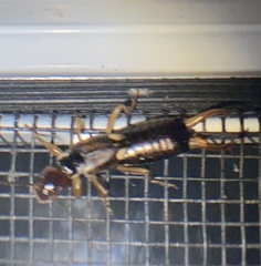 Forficula auricularia