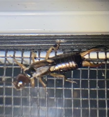 Forficula auricularia