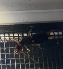 Forficula auricularia