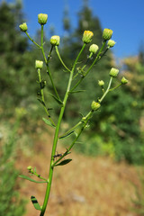Erigeron inornatus