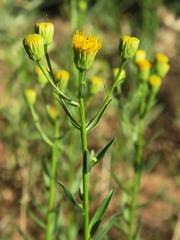 Erigeron inornatus