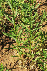 Erigeron inornatus